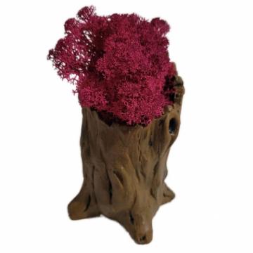 Aranjament licheni ghiveci decorativ rosu M9