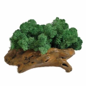 Aranjament licheni ghiveci decorativ verde conuri brad M3