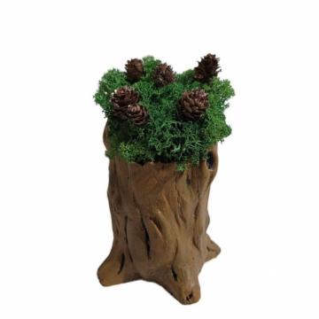 Aranjament licheni ghiveci decorativ verde conuri brad M9