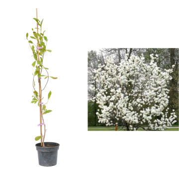 Arbore decorativ Magnolia alba Superba la ghiveci C2-C3