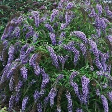 Arbust Buddleja Free Wisteria Lane Liliac de vara in ghiveci