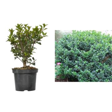 Arbust Ilex meserveae Blue Prince la ghiveci C2-C3