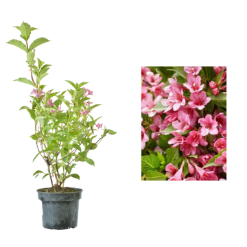 Arbust Weigela roz Rosea de 25cm la ghiveci C2-C3