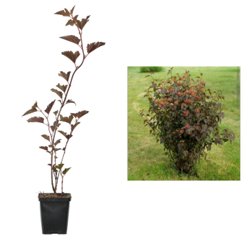 Arbust ornamental Physocarpus Red Baron de 25-35cm ghiveci