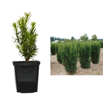 Arbust ornamental Taxus columnar Hicksii de 20 cm la ghiveci