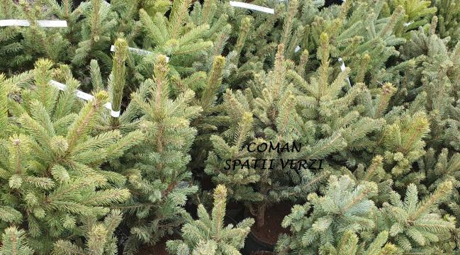 Brazi argintii Picea Pungens Glauca, 40-50 cm, Sacalaz